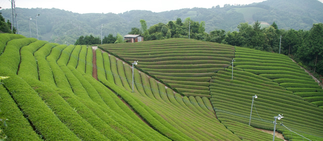こまやす 小間安老舗｜観光スポット｜お茶の京都｜京都府南部（山城地域